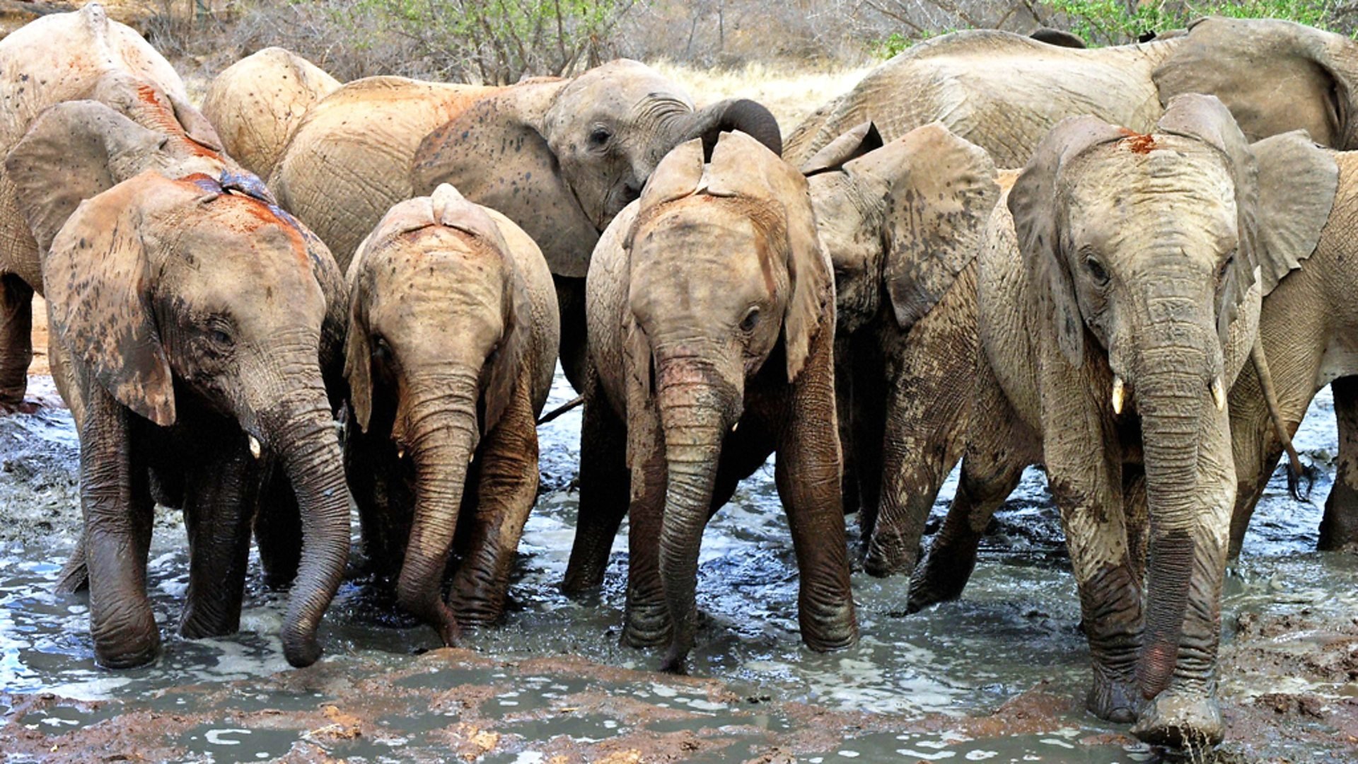 Elephant Diaries