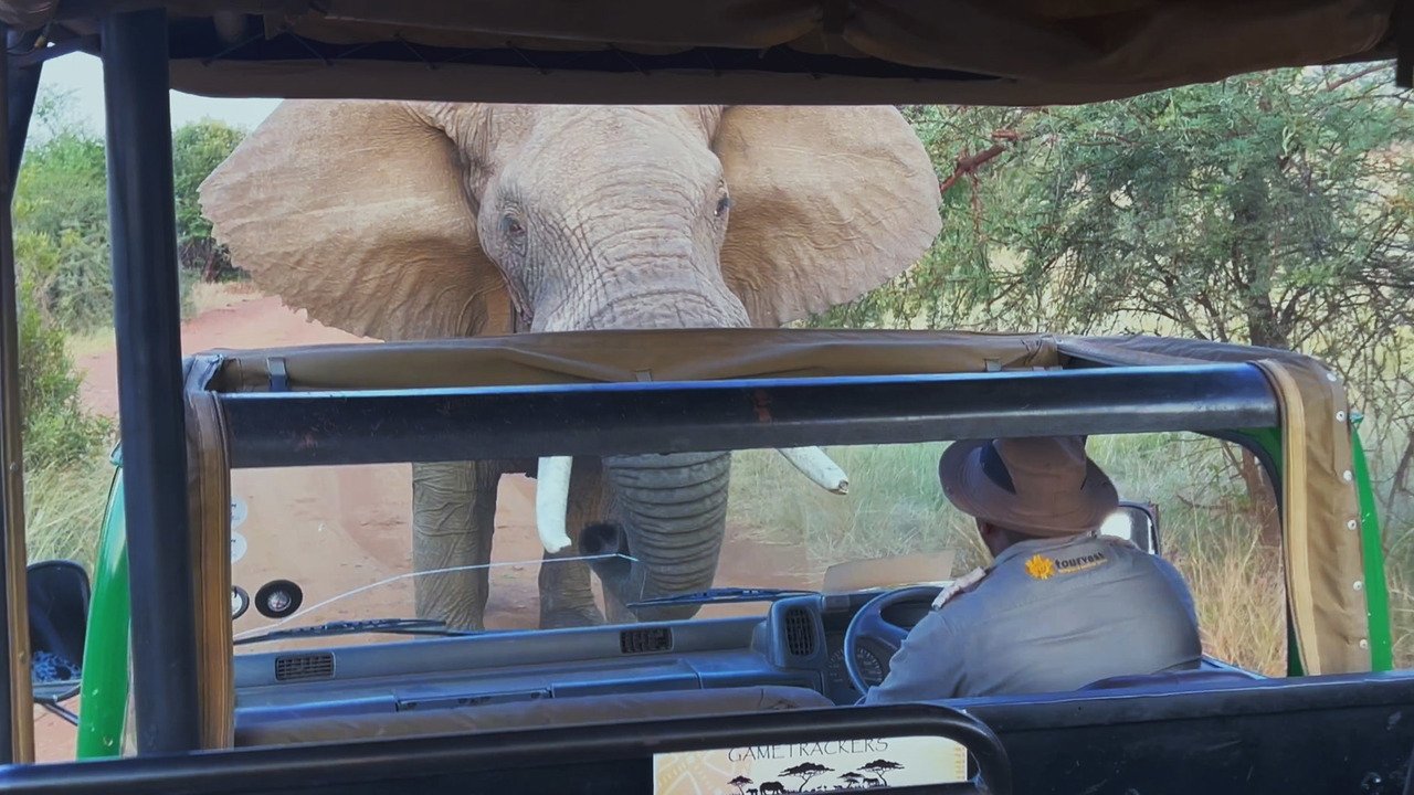 Close Encounters of the Wild Kind