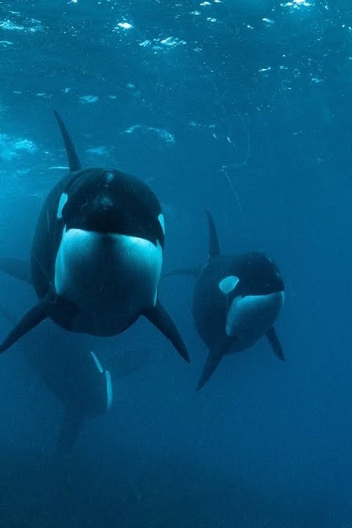 Poster de 0800 SEE ORCA
