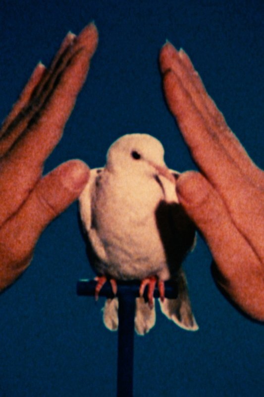 Poster de A White Dove