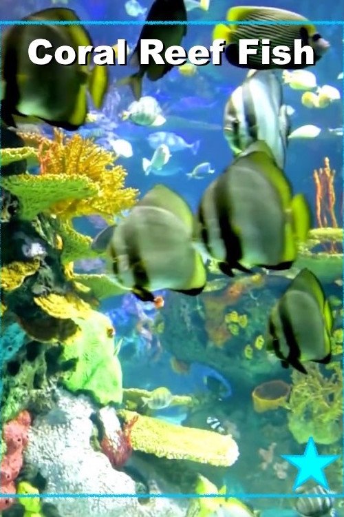 Poster de Beautiful Coral Reef Fish