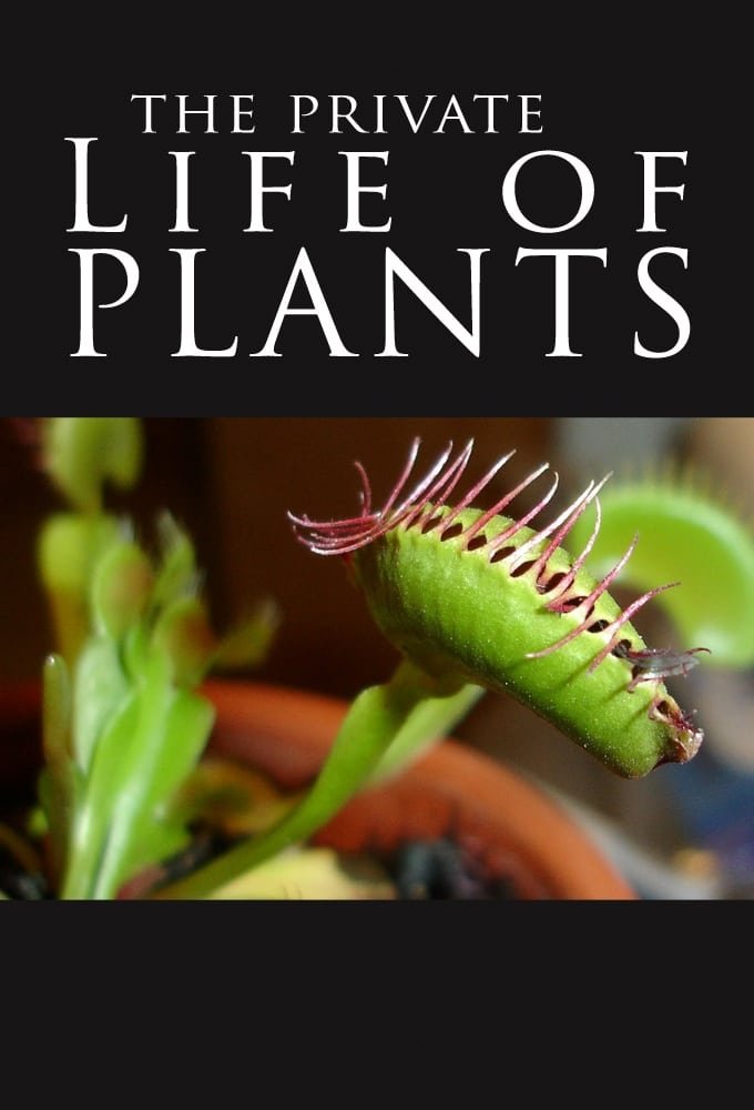 Poster de A Vida Secreta das Plantas
