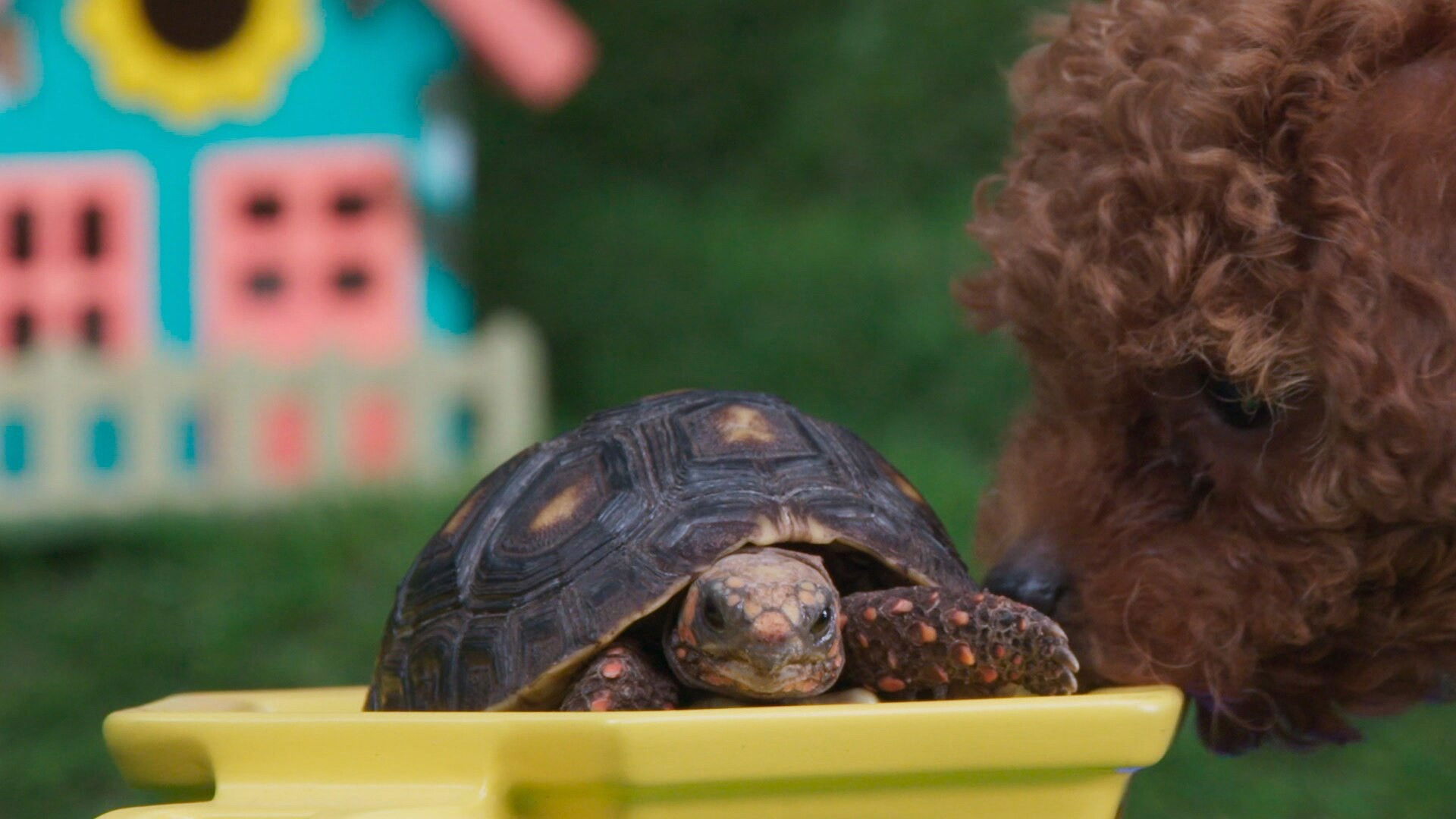 Pants and the Rainbow Rope