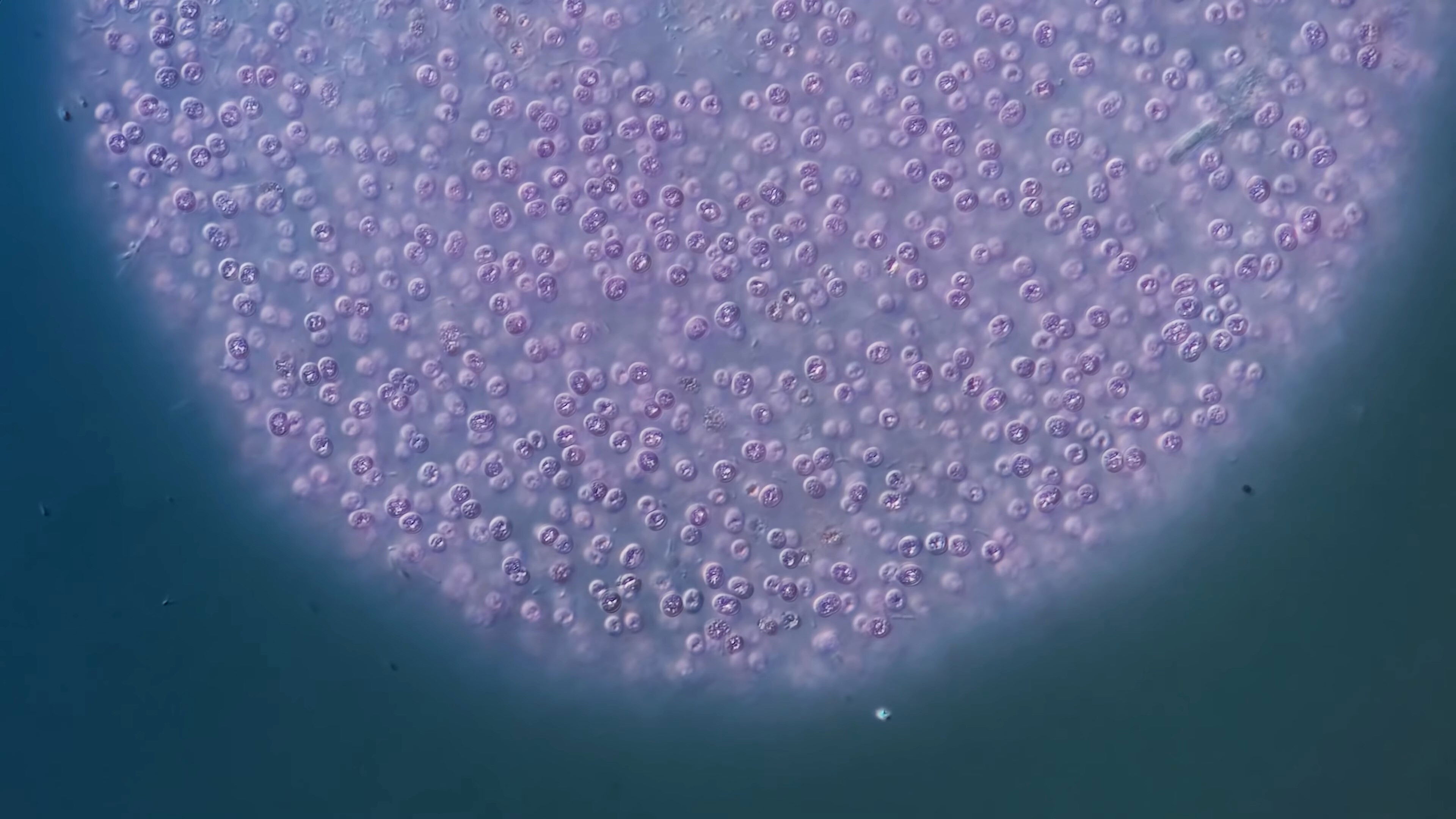 The Purple Bacteria That Are Afraid of Oxygen