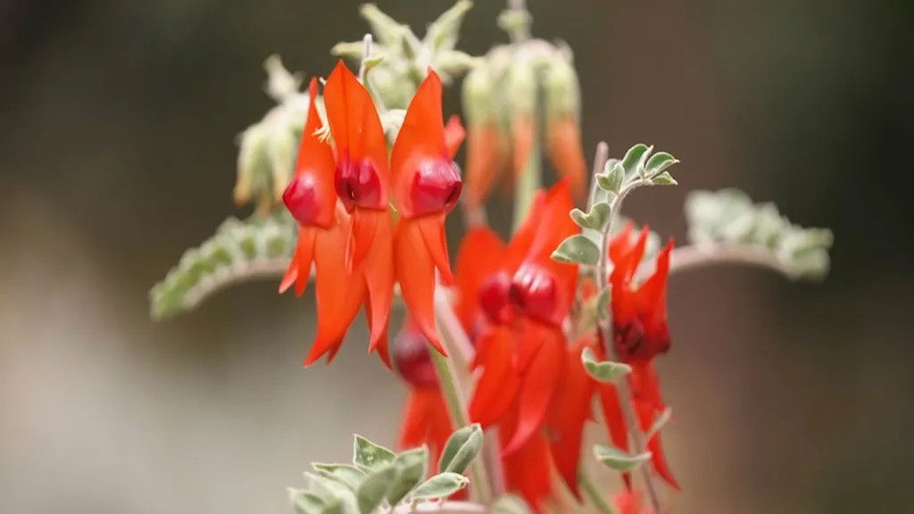 Episode 9 Wellness, Topiary, Propagate, Wetland & Design