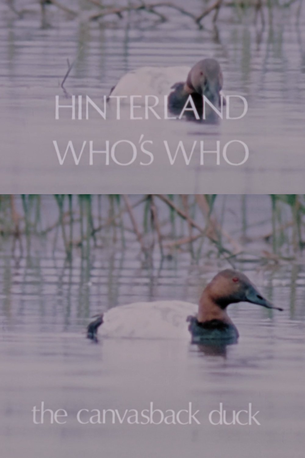 Poster de Hinterland Who's Who: The Canvasback Duck