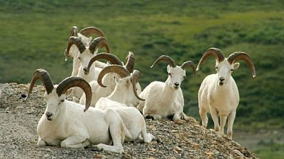 Denali: the Great Alaskan Wilderness