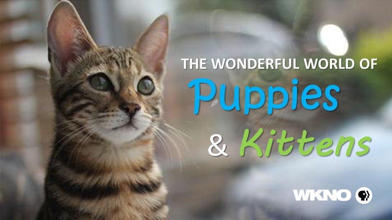 The Wonderful World of Puppies and Kittens