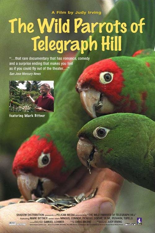 Poster de Os Papagaios Selvagens de Telegraph Hill