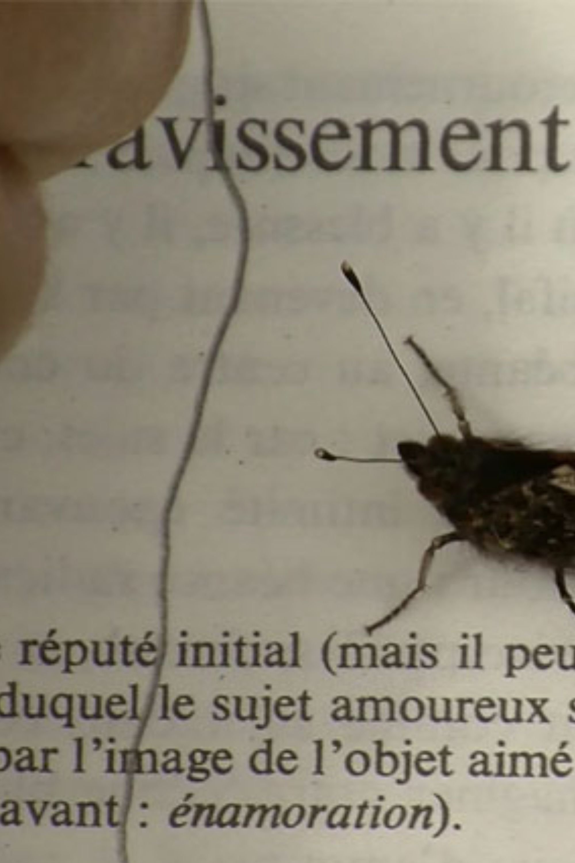 Poster de L’amour sur le chemin des roncettes