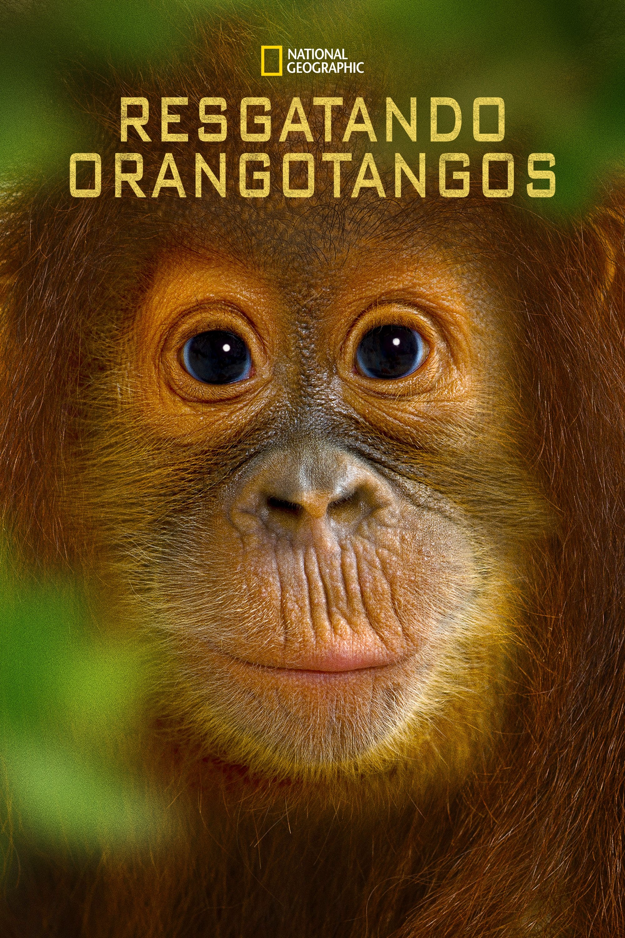 Poster de Resgatando Orangotangos