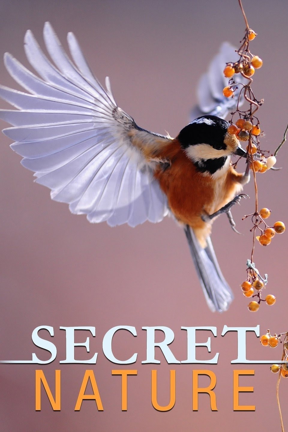 Poster de Secret Nature