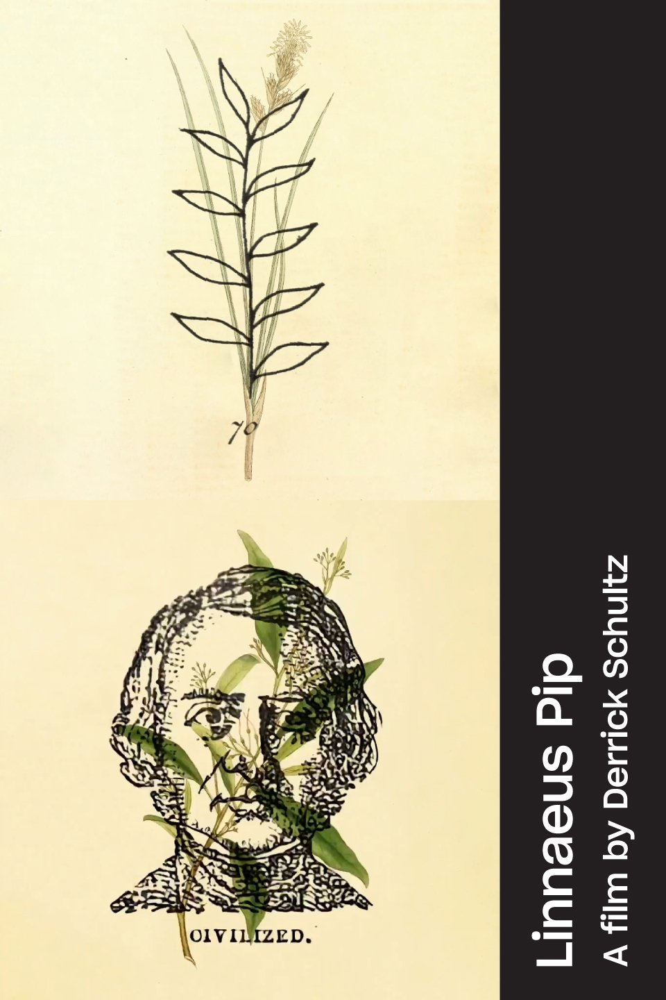 Poster de Linnaeus Pip