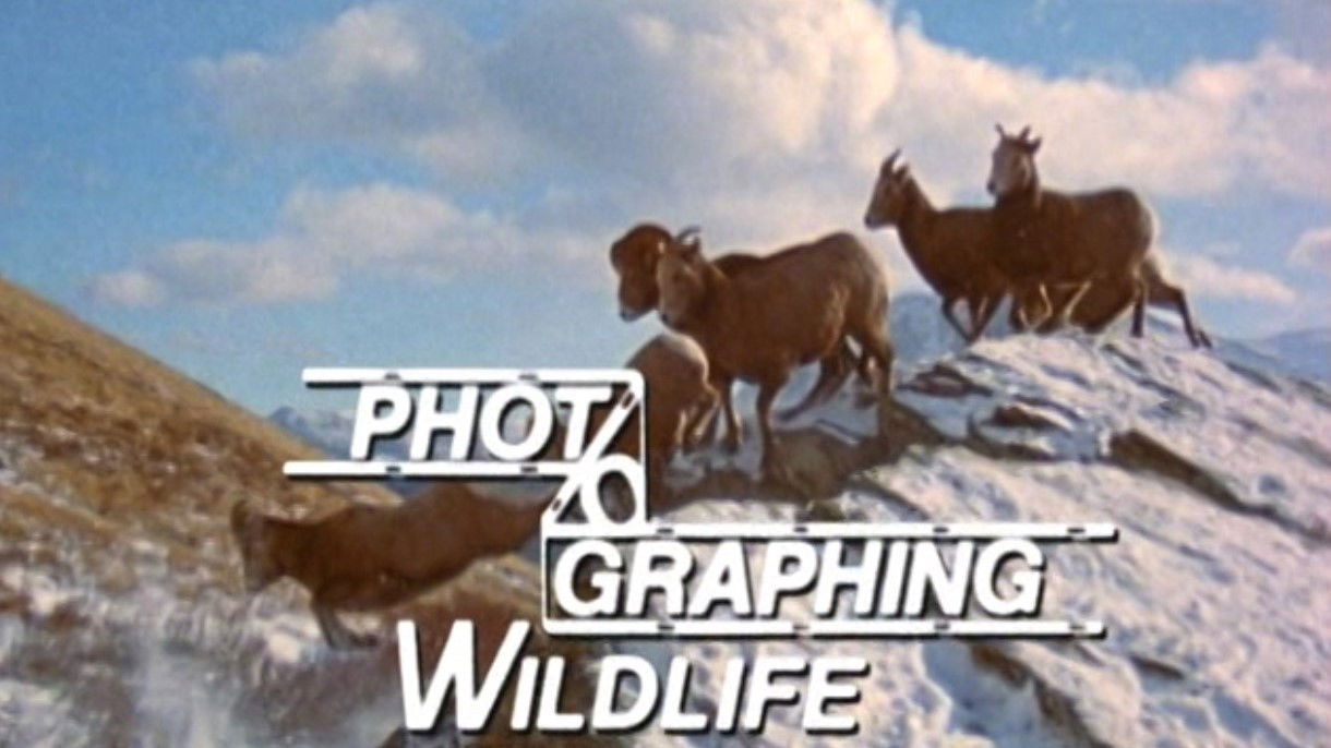 Photographing Wildlife