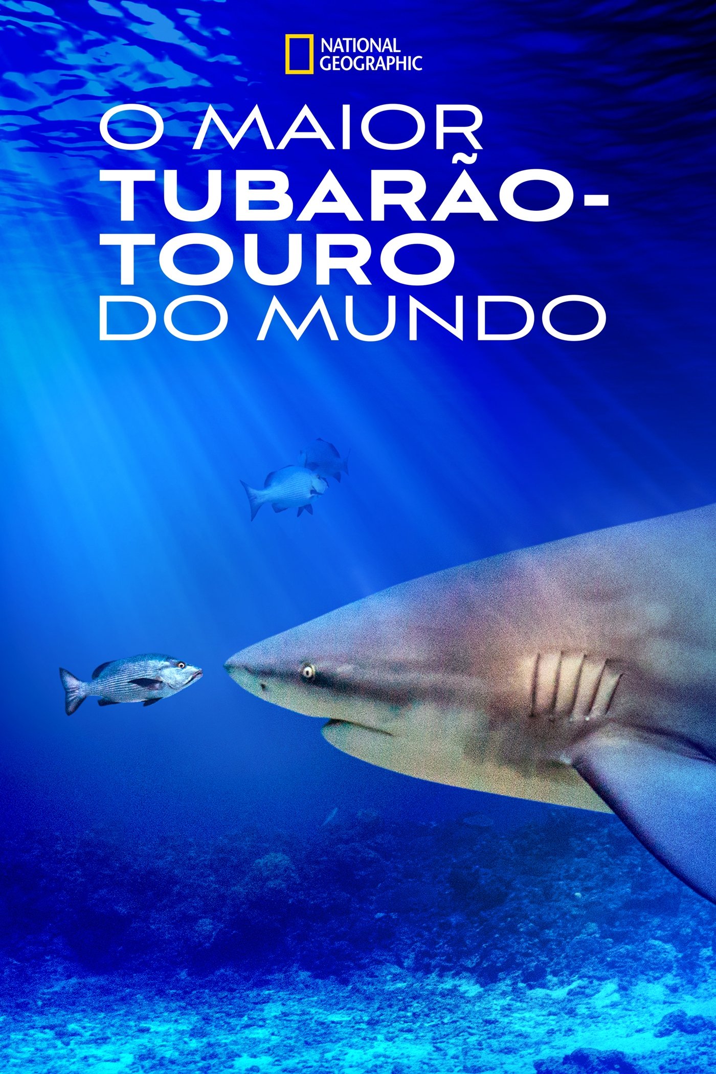 Poster de O Maior Tubarão-Touro do Mundo