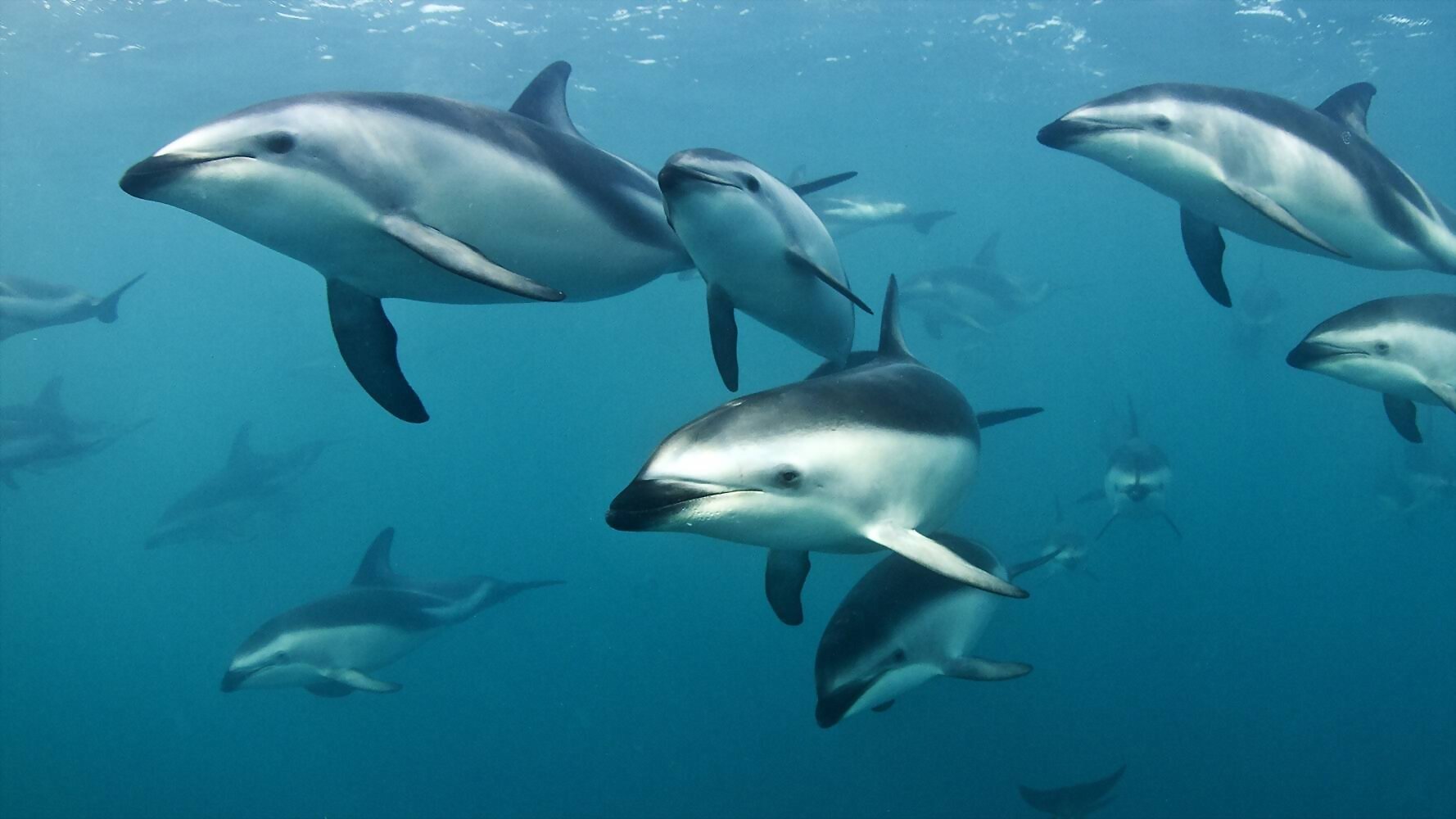 Wild Dolphins