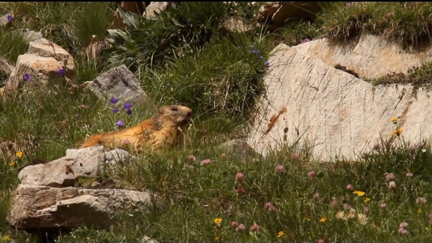 If I Were a Marmot