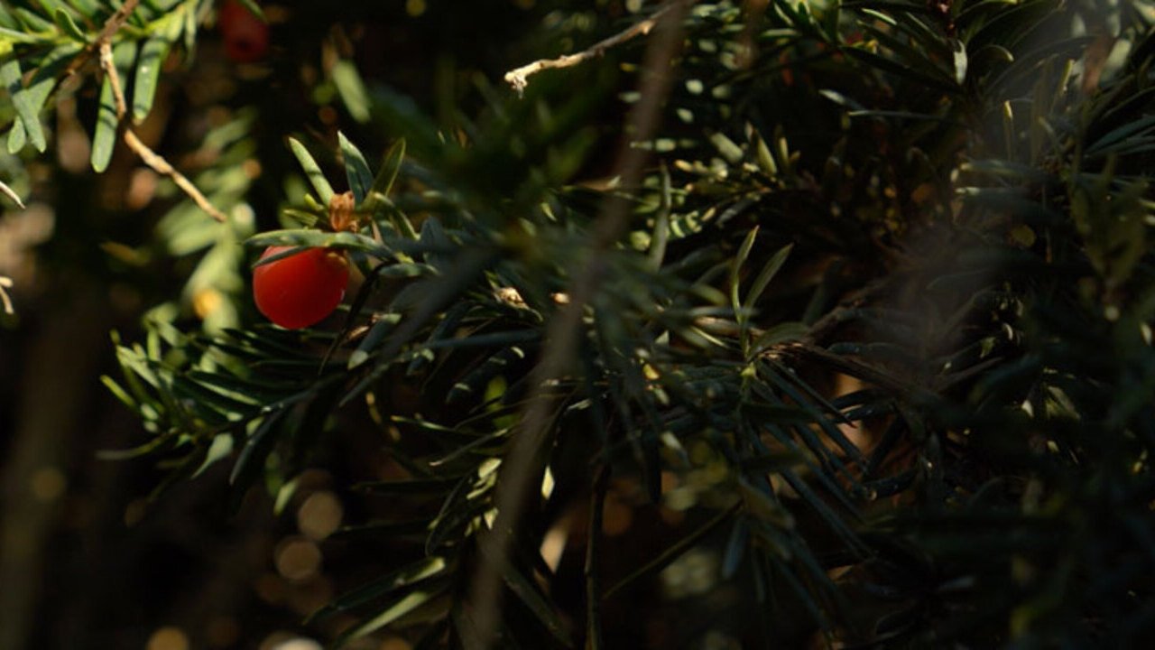 À nos jardins