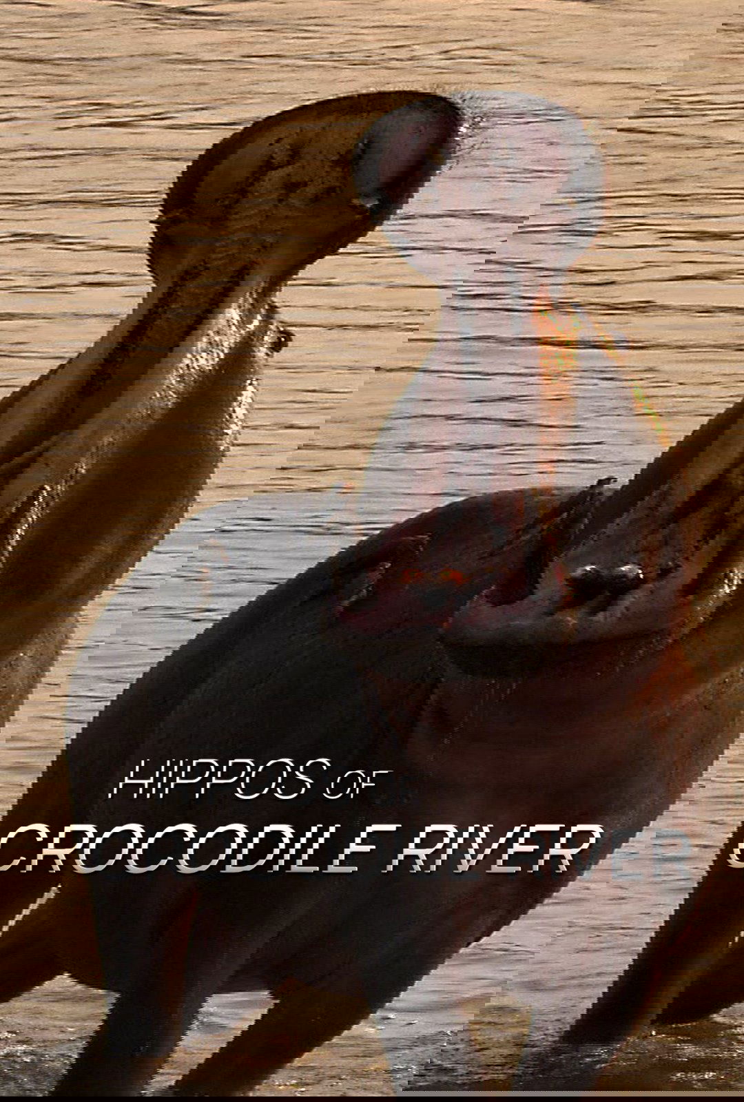 Hippos of Crocodile River