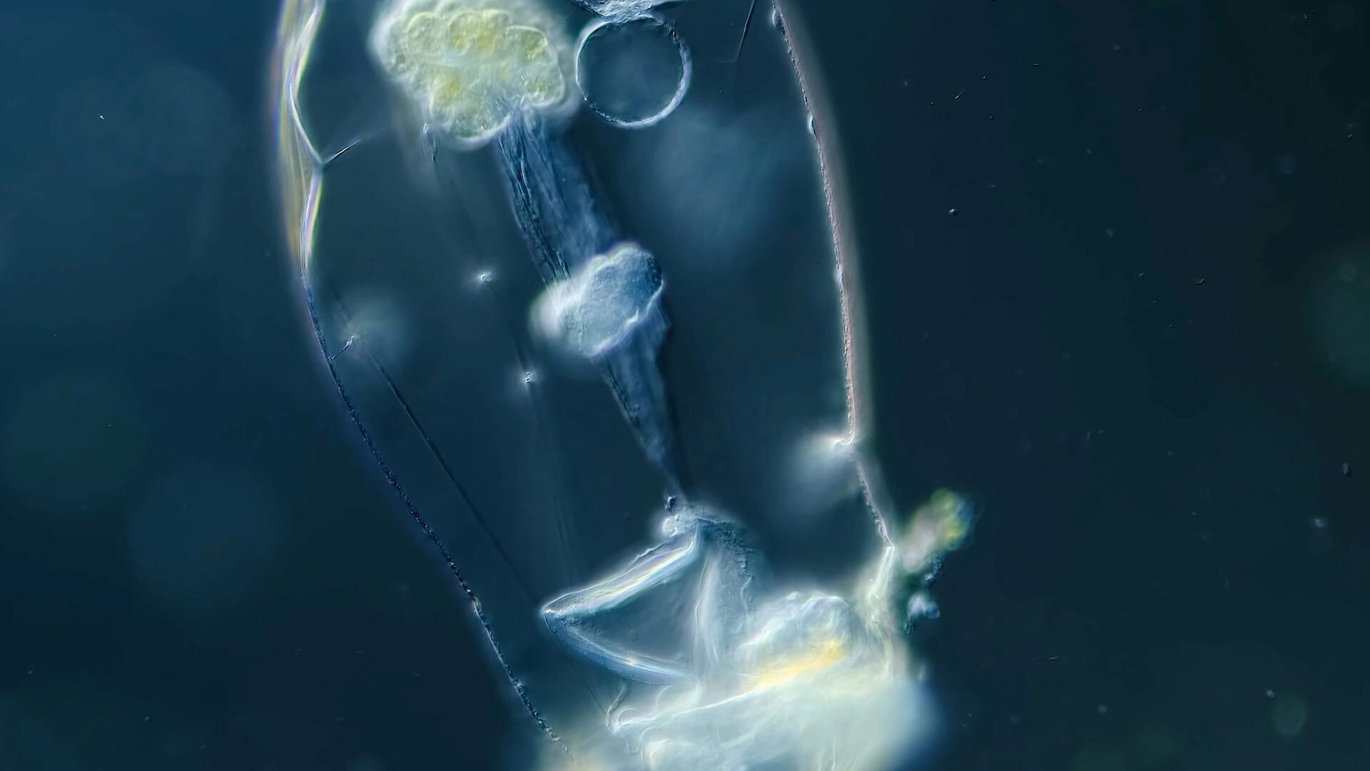 How Do Microorganisms Pee?