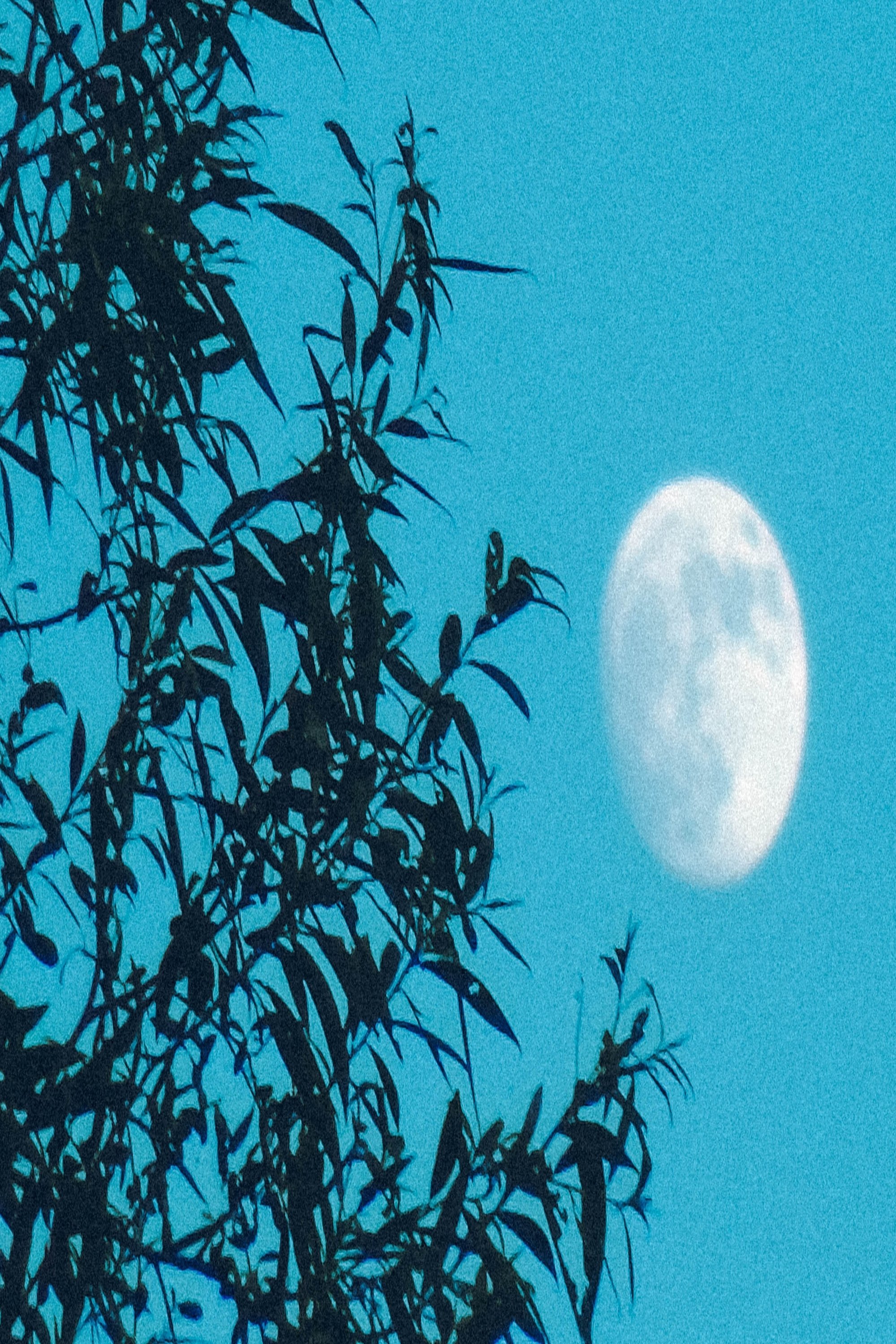 Poster de Moongazer's Moonlight Reverie