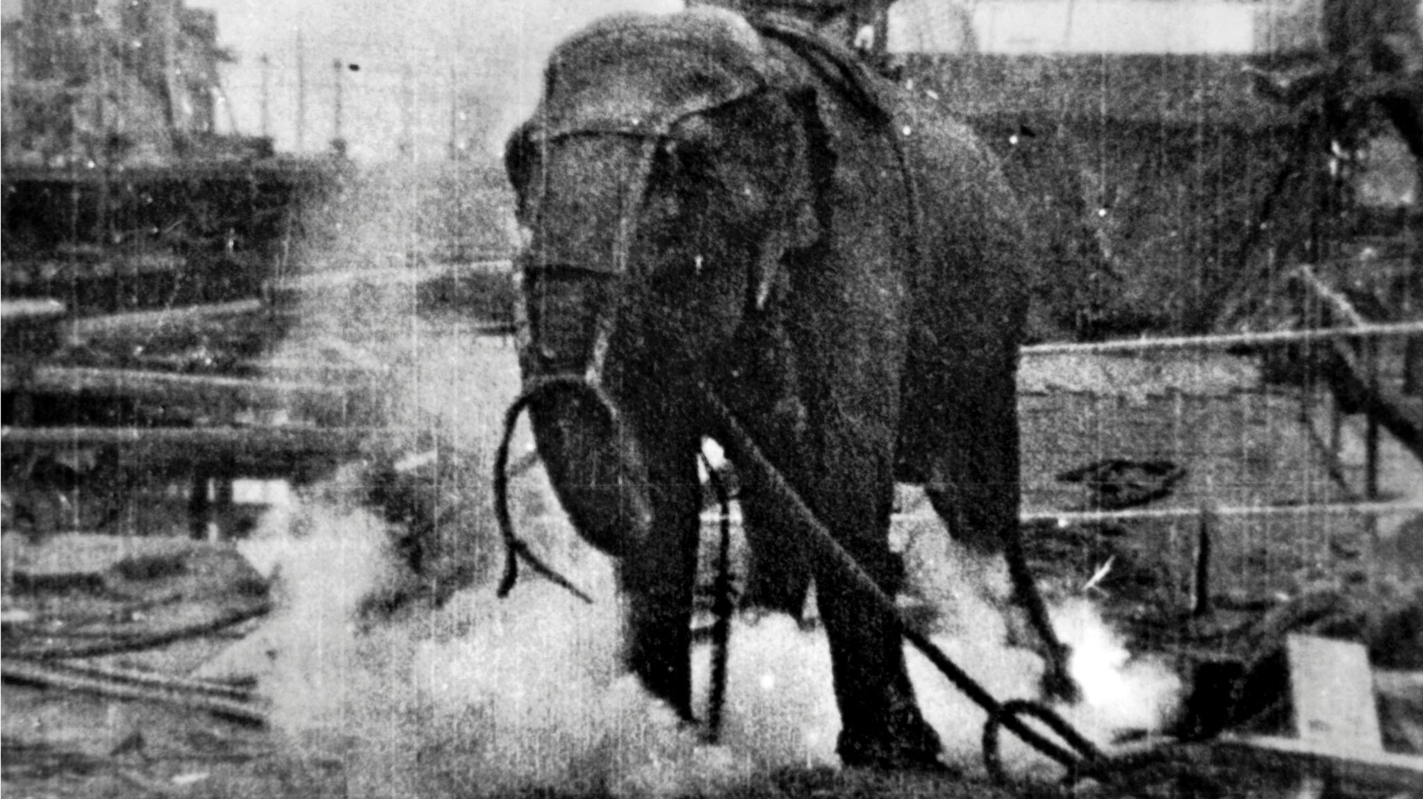 Backdrop image for Electrocuting an Elephant
