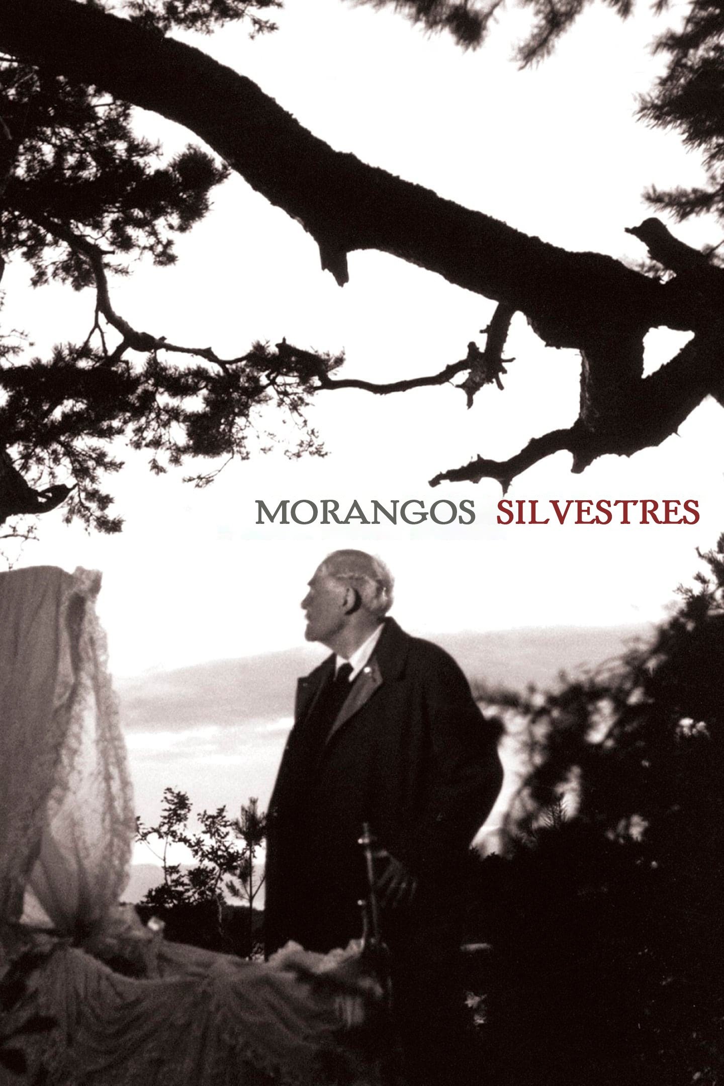 Poster de Morangos Silvestres