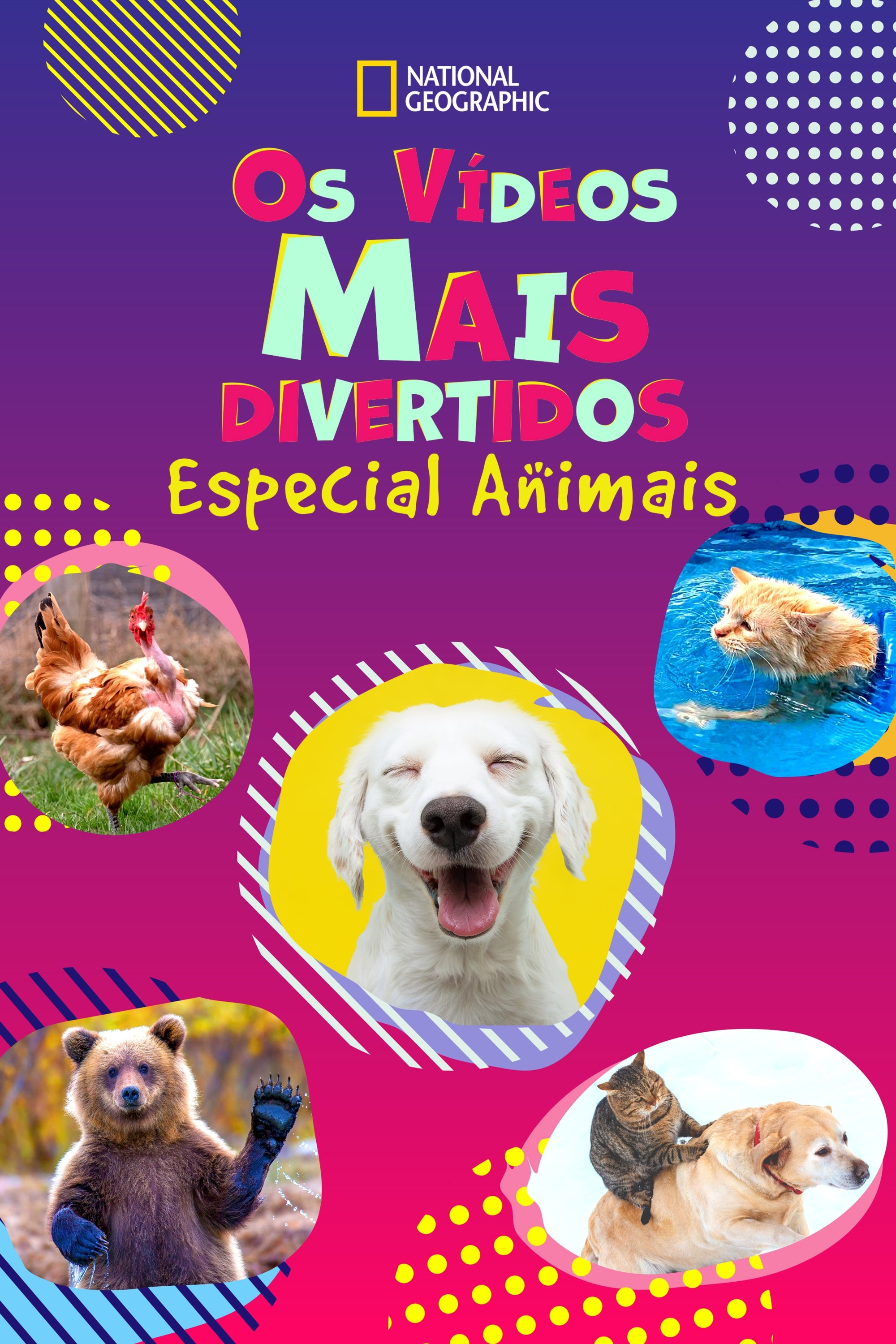 Poster de Os Vídeos Mais Divertidos: Especial Animais