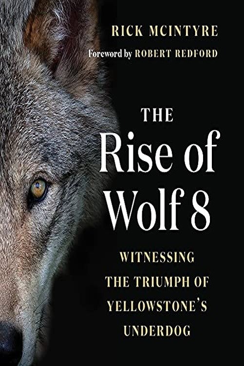 Poster de The Alpha Wolves of Yellowstone