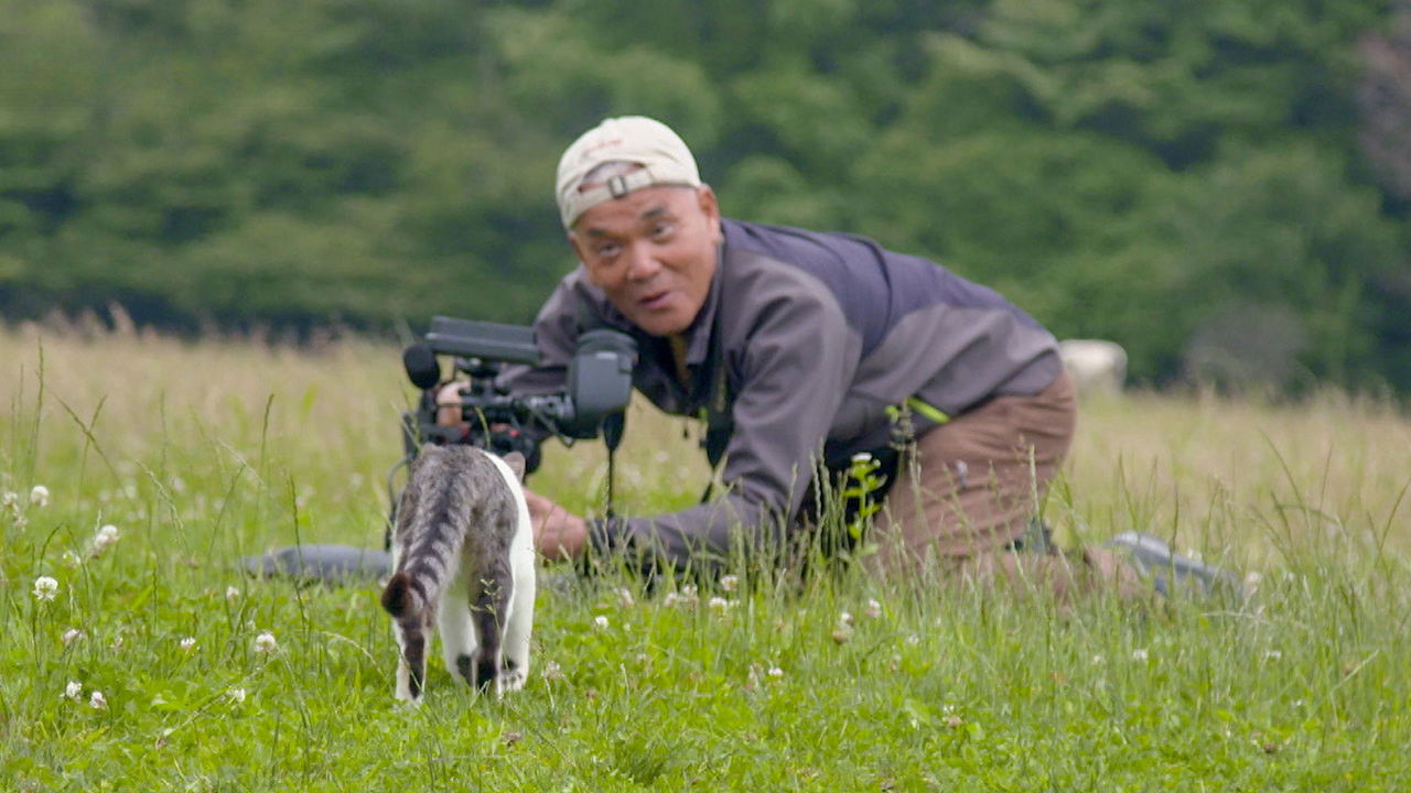 The Key to a Kitty's Heart - A Cat's-Eye View of Japan Special