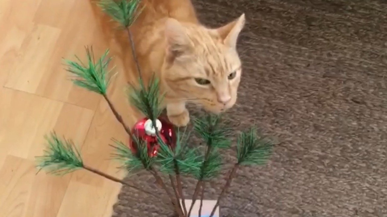 Oliver the Cat