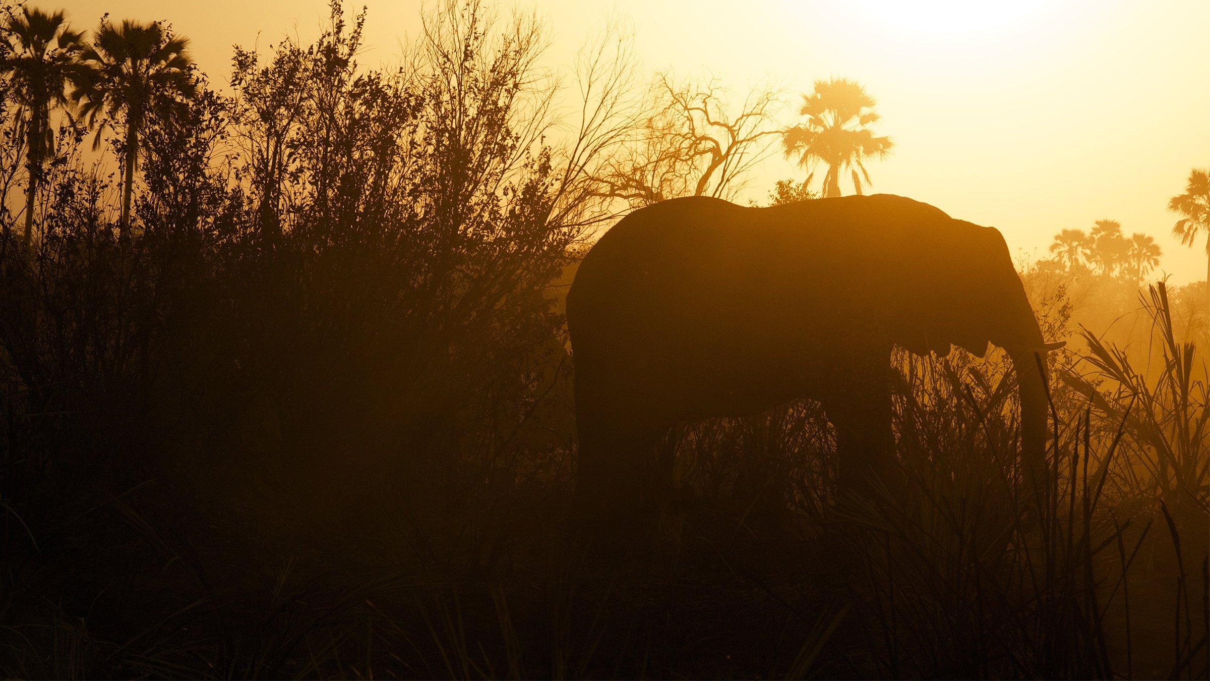 Africa Untamed
