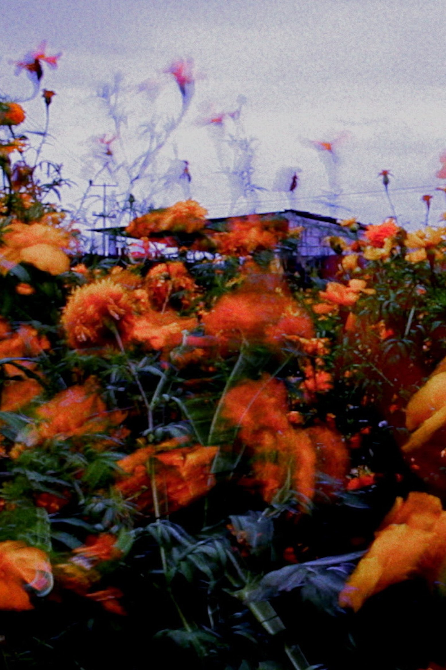 Monet