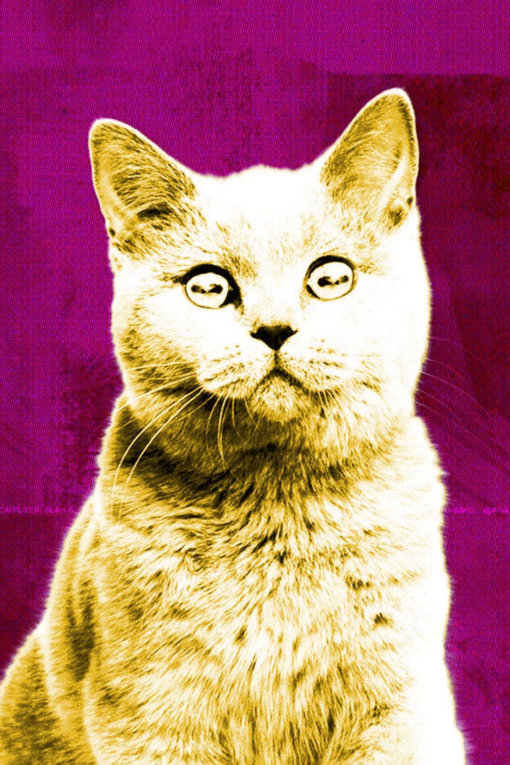 Poster de Especiais