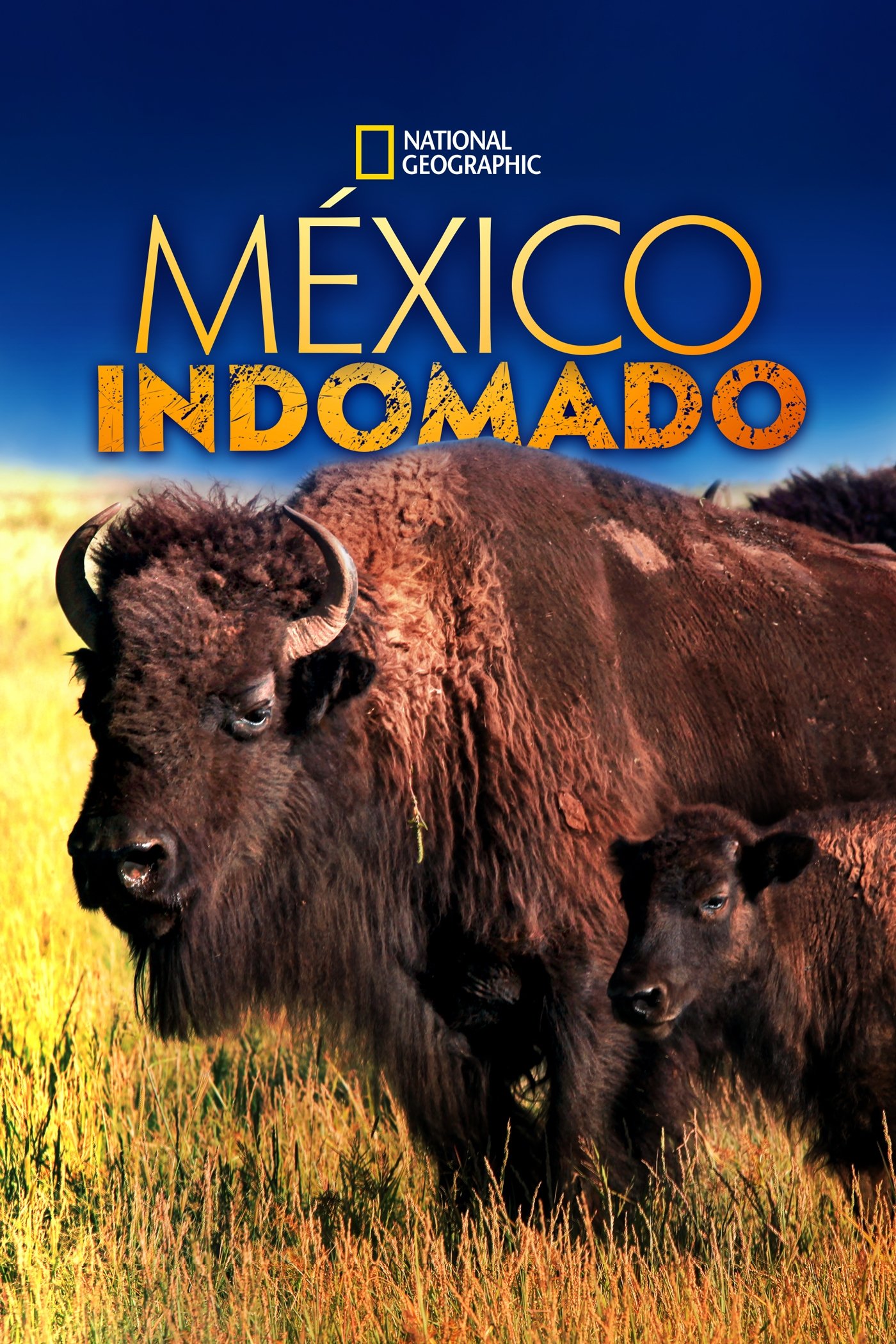 Poster de México Indomado