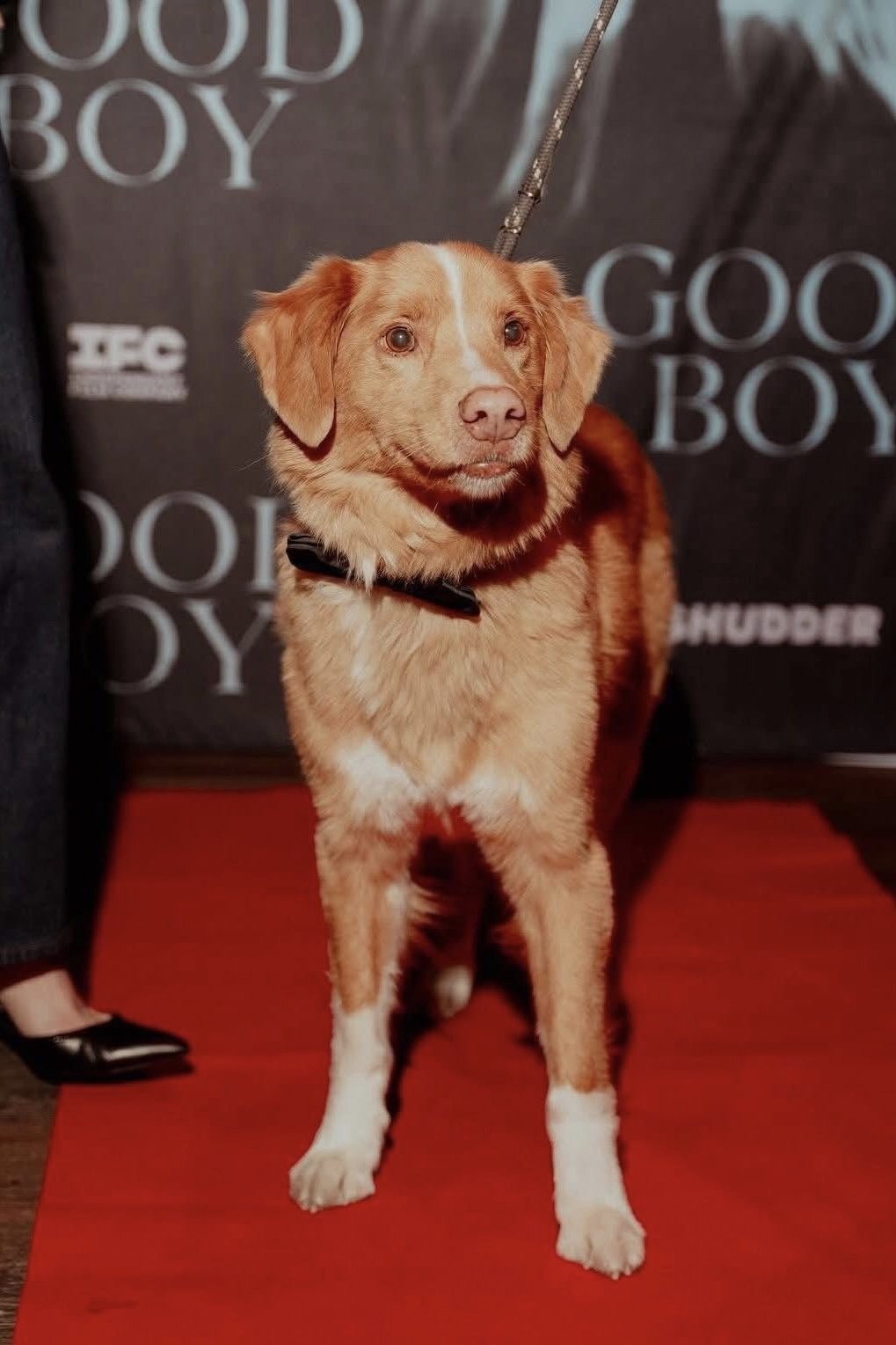 the profile picture of Indy