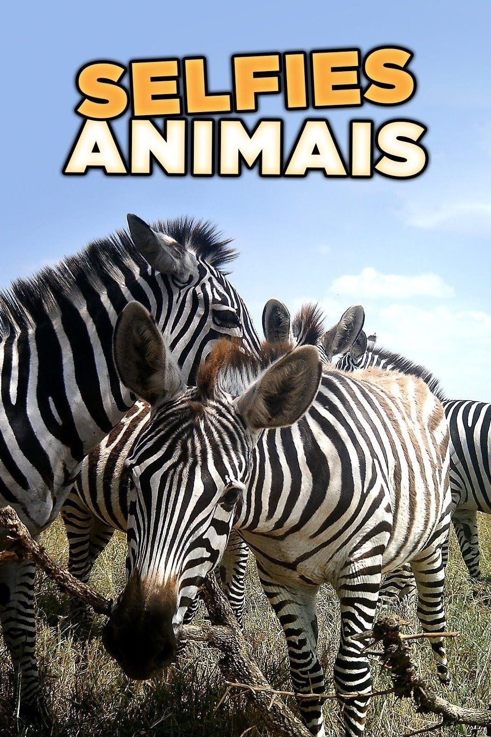 Poster de Selfies Animais
