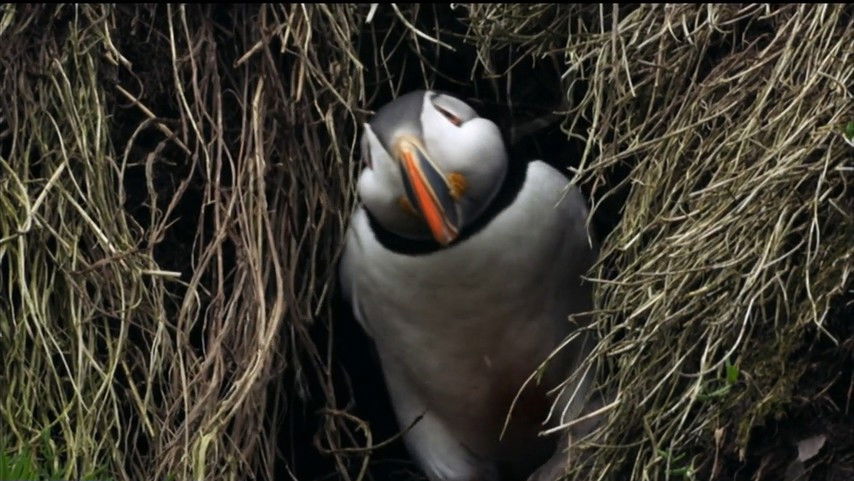If I Were a Puffin