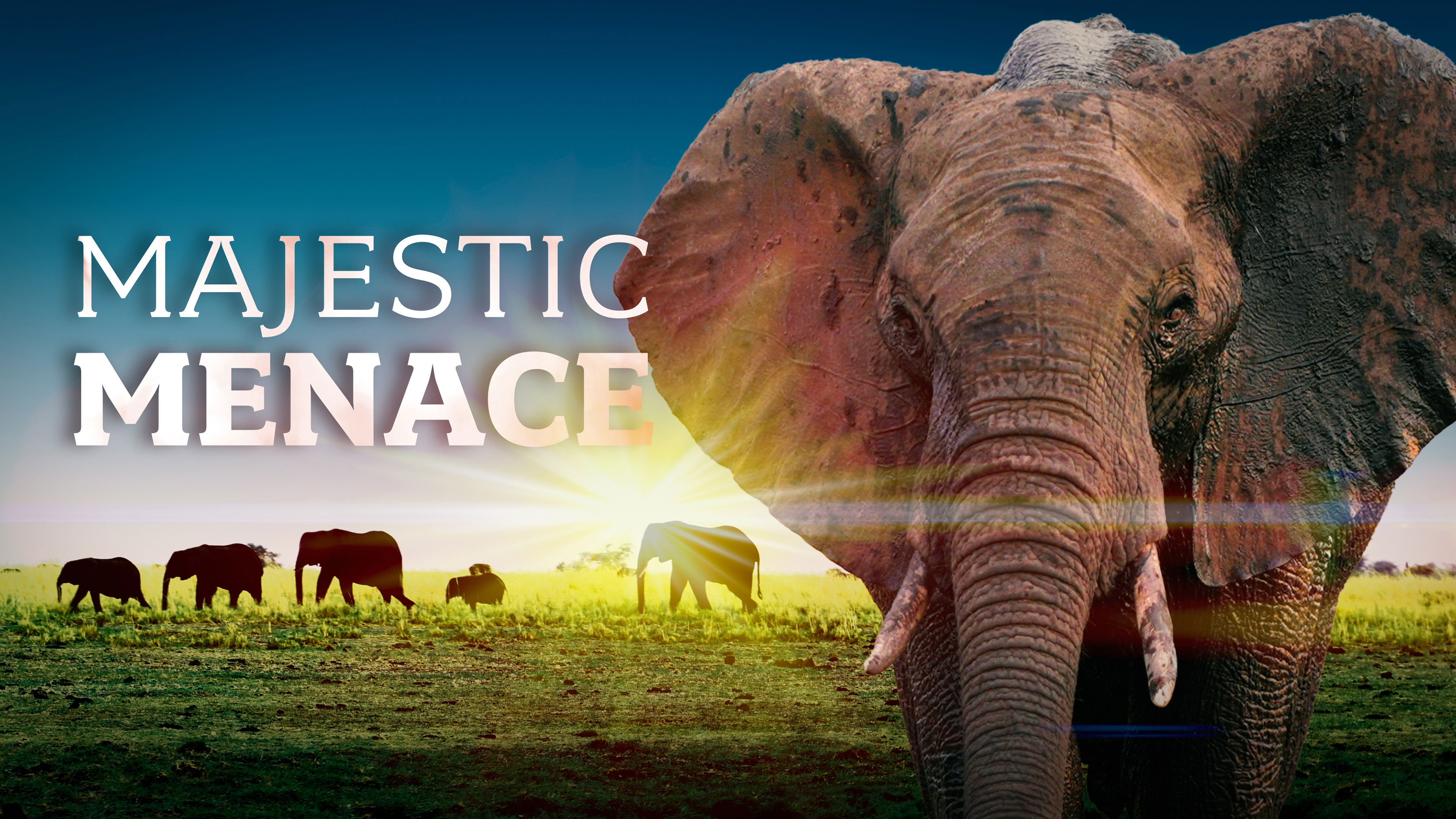 Majestic Menace - Botswana