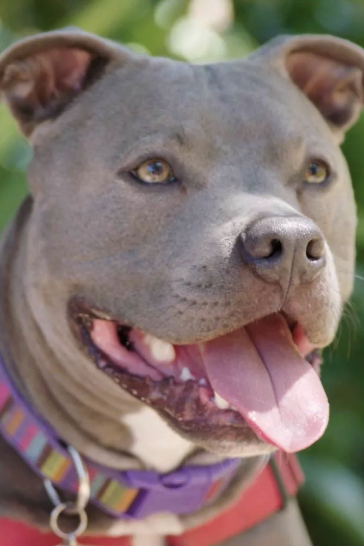 Poster de Hopalong Animal Rescue: The Power of Fostering