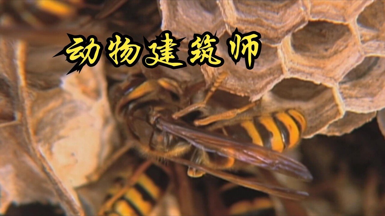 动物建筑师