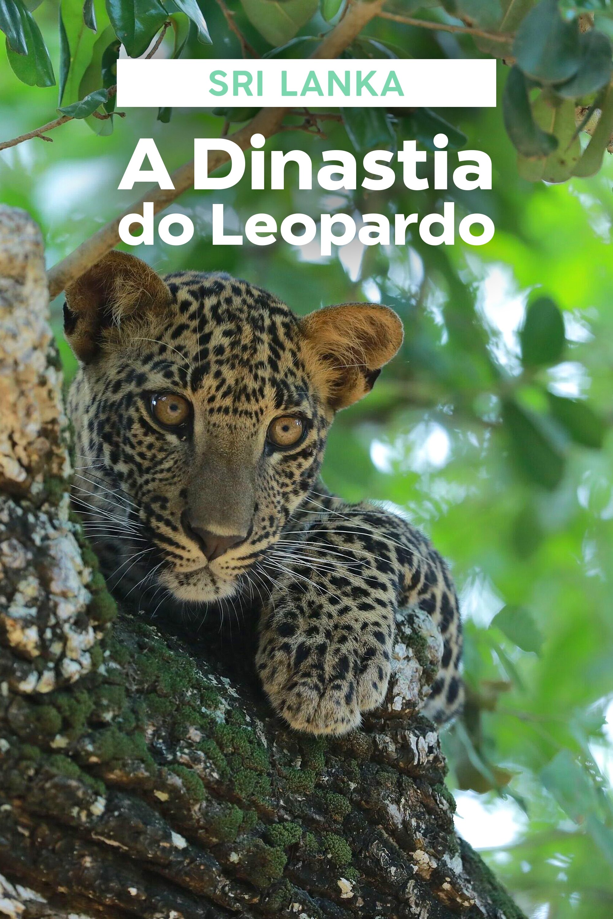 Poster de Sri Lanka: A Dinastia do Leopardo