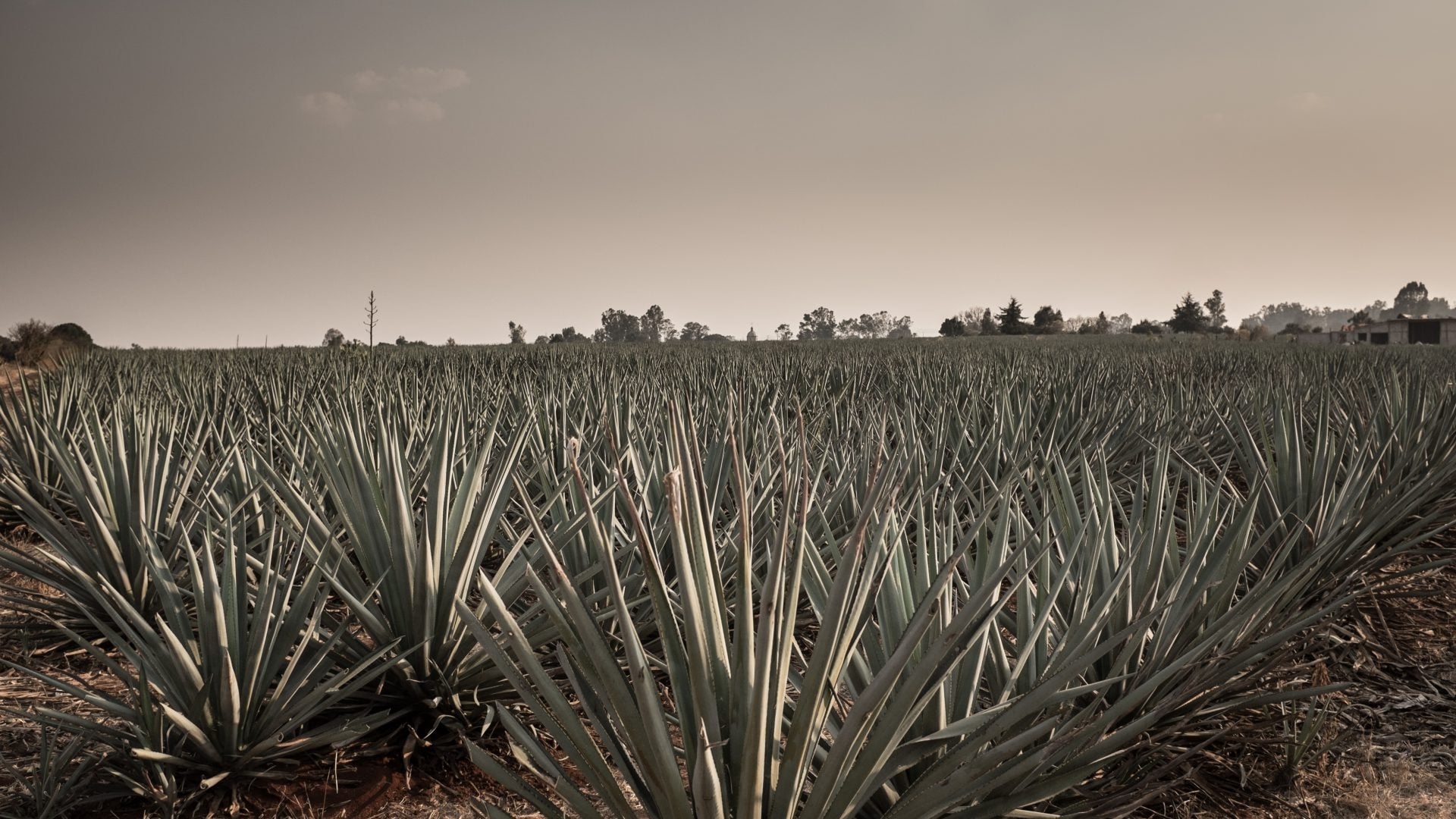 Agave: The Spirit of a Nation 2018 Soap2Day