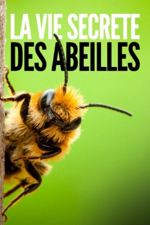 Affiche du film La vie secrete des abeilles