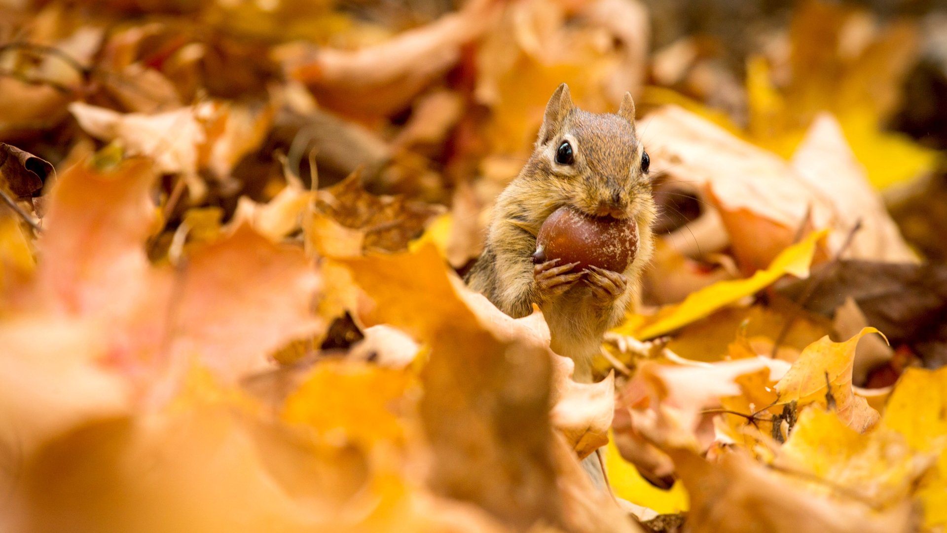Earth's Greatest Spectacles