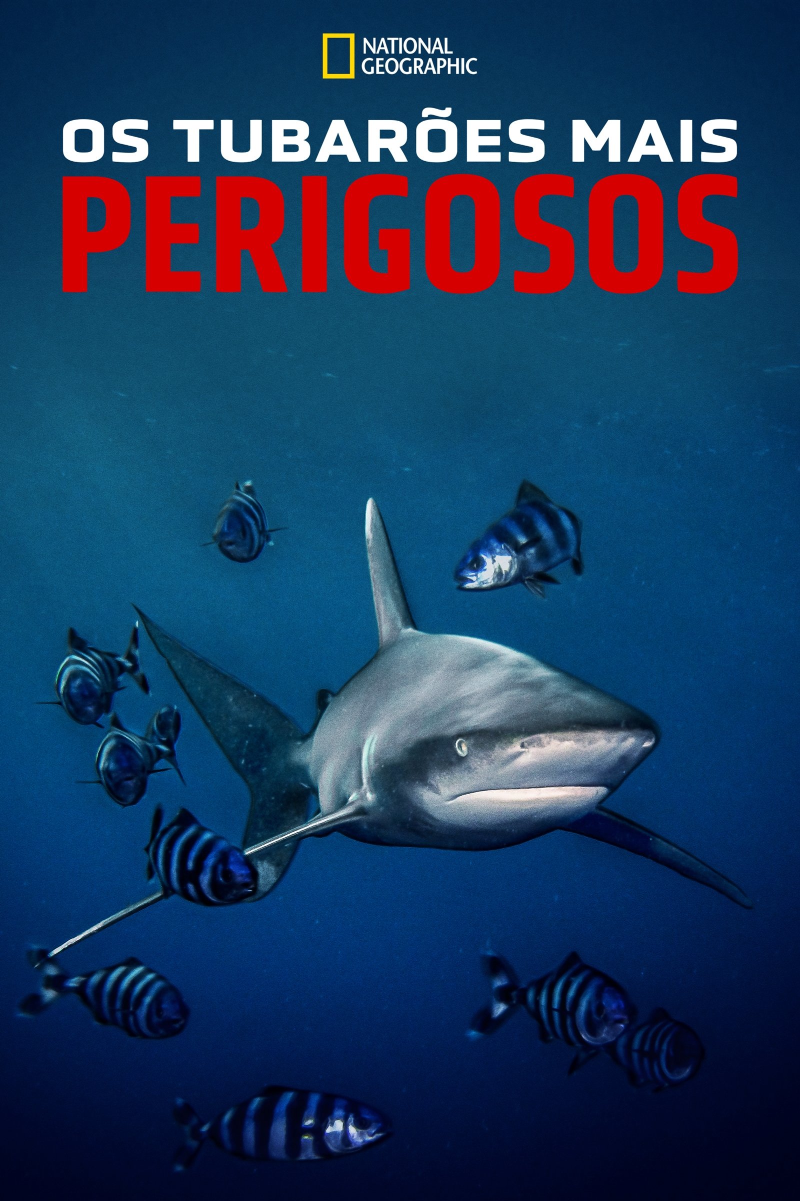 Poster de Os Tubarões Mais Perigosos
