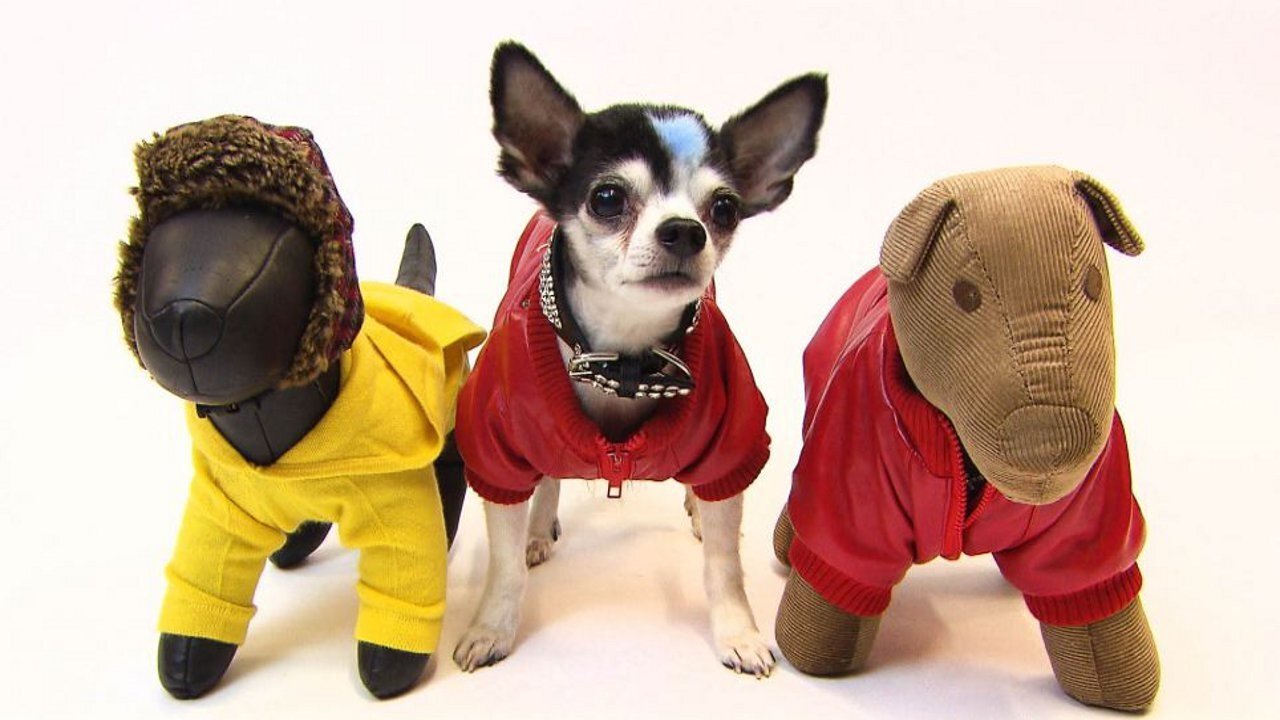 Super Tiny Animals