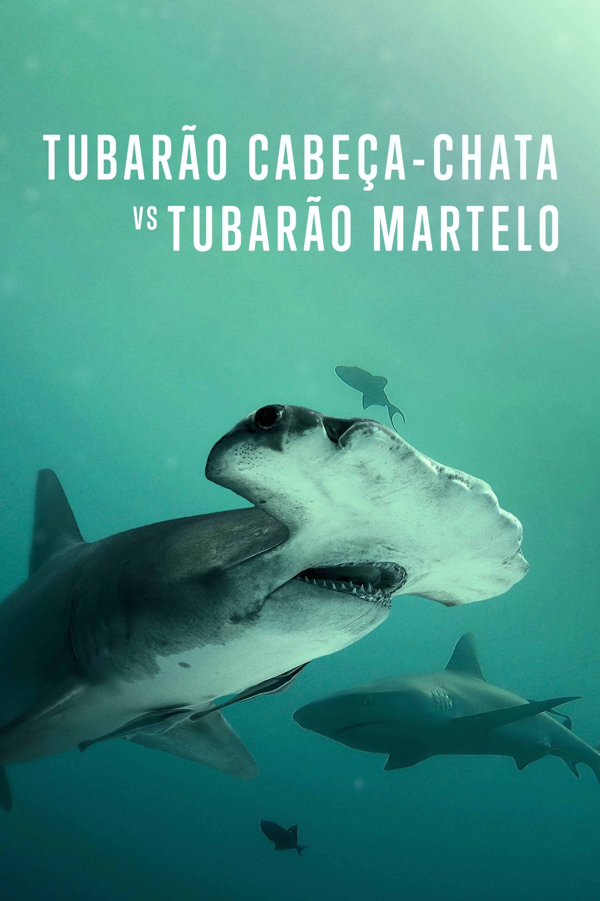 Poster de Tubarão Cabeça-Chata vs. Tubarão Martelo