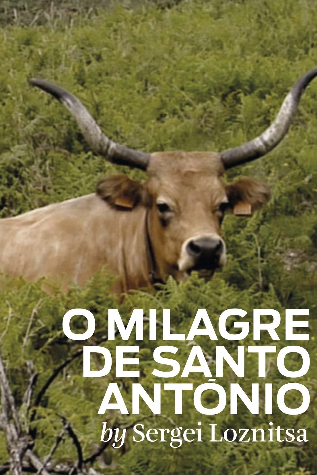 Poster de O milagre de Santo Antonio