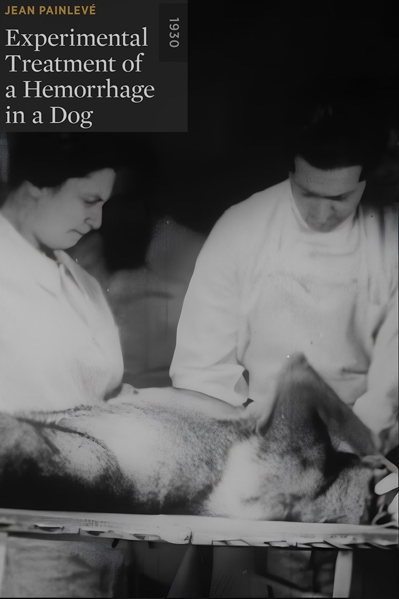 Poster de Traitement expérimental d'une hémorragie chez le chien
